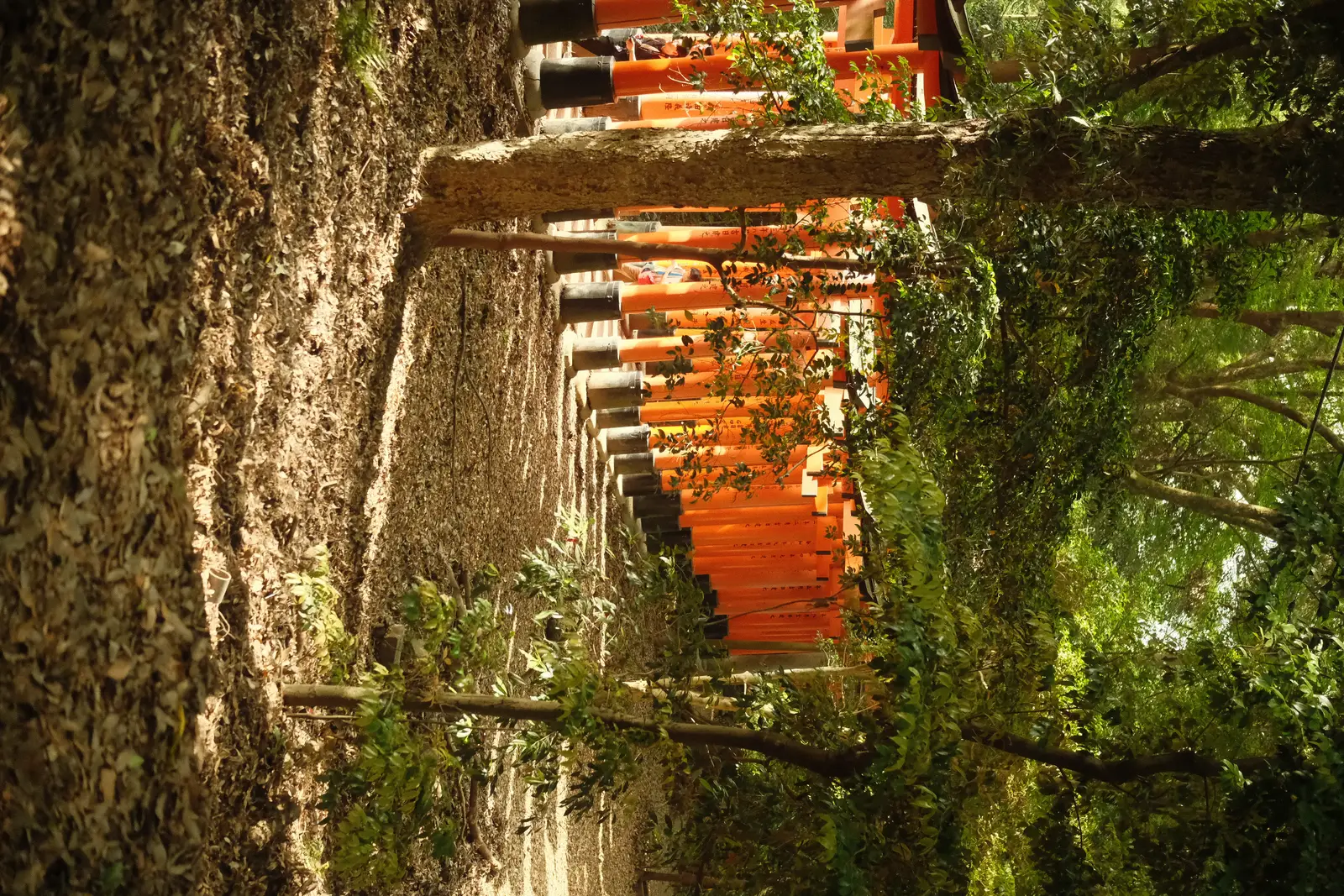 Side view of vibrant Torii gates winding through the forest at Fushimi Inari Shrine